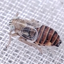 Dicranotropis divergens